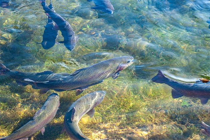 Alimento para peces